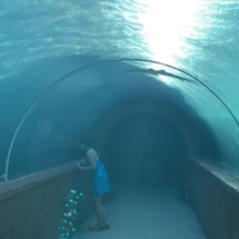 Shark Tunnel, Bahamas