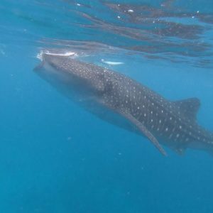 Swimming with Whale Sharks: Tips for Your Oslob Trip