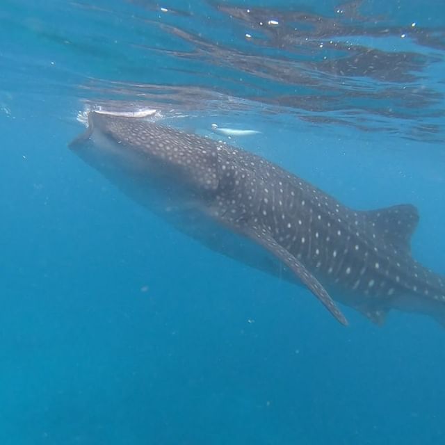 Whale Sharks Cebu