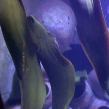 moray eels, aquarium in bahamas